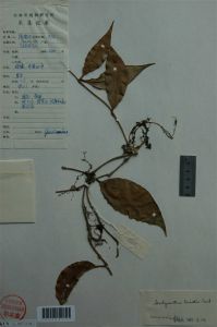 線條芒毛苣苔 線條芒毛苣苔