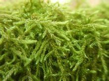 褐黃水灰蘚 褐黃水灰蘚