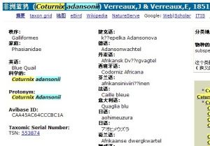 非洲藍鶉 非洲藍鶉