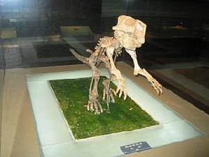 鸚鵡嘴恐龍化石