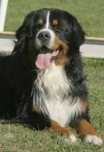 伯爾尼茲山地犬