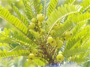 後生葉下珠亞屬 後生葉下珠亞屬