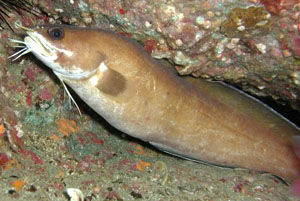 多鬚鬚鼬䲁 多鬚鬚鼬䲁