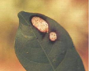 桂花炭疽病 桂花炭疽病