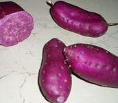 紫薯
