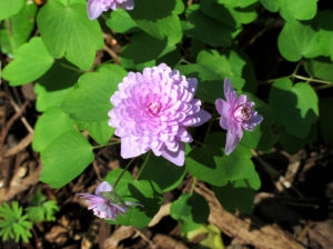 擬卵葉銀蓮花 擬卵葉銀蓮花