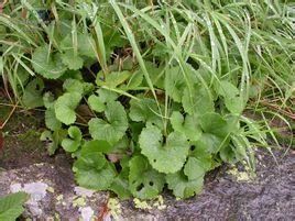 長白蜂斗菜 長白蜂斗菜