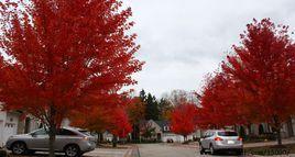 中國花木之鄉 中國花木之鄉