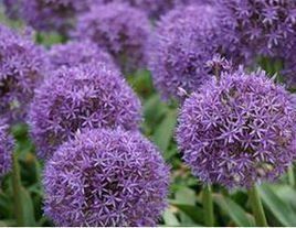 紫花拐軸鴉蔥(變種) 紫花拐軸鴉蔥(變種)