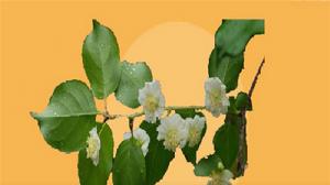 牛奶獼猴桃 牛奶獼猴桃