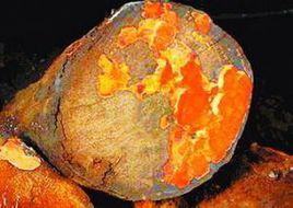 極品牛樟芝 極品牛樟芝