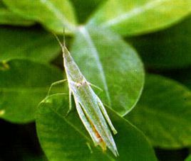 芝麻短額負蝗 芝麻短額負蝗