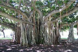 佛螺髻發菩提樹 佛螺髻發菩提樹