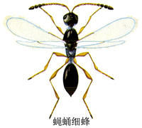 蠅蛹細蜂