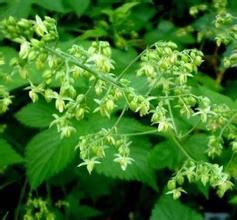 剛毛小葉葎 剛毛小葉葎