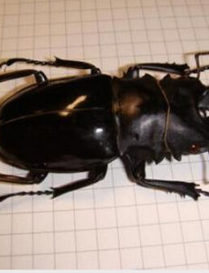 胡鯰蟲屬 胡鯰蟲屬