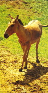 蒙古野驢
