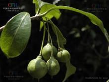 波葉海桐 波葉海桐