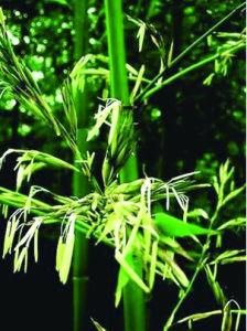 竹子開花