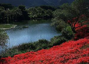 三途河邊·望卿回眸 三途河邊·望卿回眸