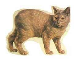 （圖）曼克斯貓