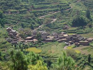 雙林樹村 雙林樹村