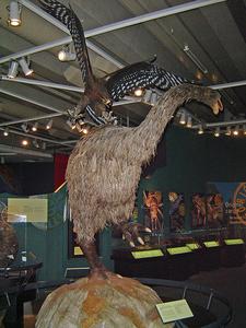 哈斯特鷹利用巨大的勾爪攻擊恐鳥的模型，展示於紐西蘭的德帕帕東加雷瓦博物館（Te Papa Tongarewa）中