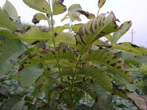 核桃黑腐病 核桃黑腐病