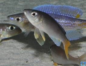 小眼海鼬魚 小眼海鼬魚