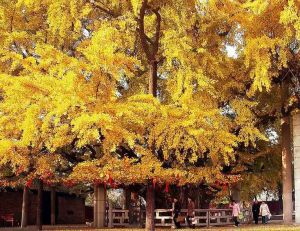 帽子峰順鑫農莊 帽子峰順鑫農莊