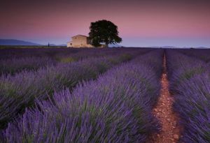 普羅旺斯薰衣草