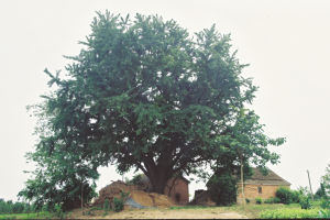 射陽碼頭老墩遺址 射陽碼頭老墩遺址