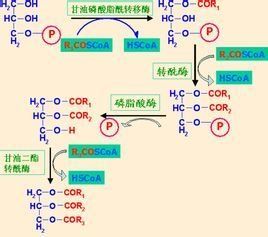 甘油三脂 甘油三脂