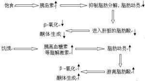 酮體代謝