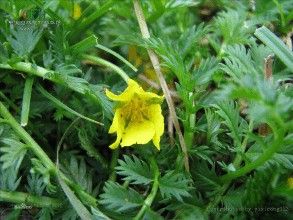 灰葉蕨麻 灰葉蕨麻