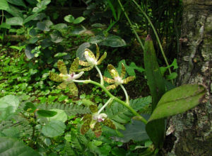 短莖萼脊蘭 短莖萼脊蘭