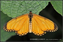 苧麻珍蝶