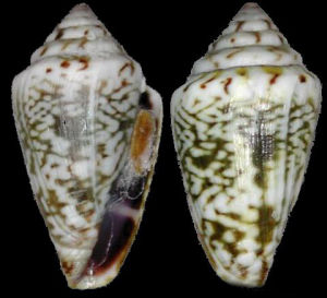 漆器芋螺 漆器芋螺