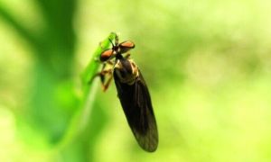 安裂肛食蟲虻 安裂肛食蟲虻