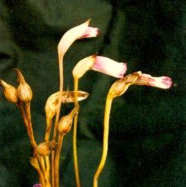 官真花(野菰) 官真花(野菰)