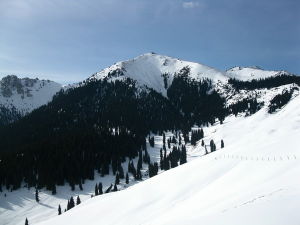 雪後白茫茫的叢林