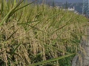 協優1492 協優1492