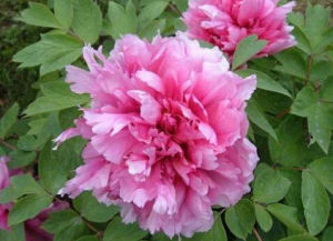 金谷春晴 金谷春晴