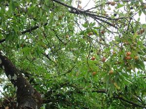 妮你朵村自然資源－野生水果