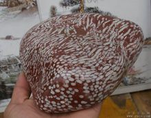 紅珊瑚化石