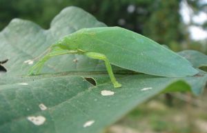 中華翡螽 中華翡螽