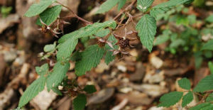 美飾懸鉤子 美飾懸鉤子