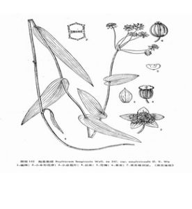 抱莖柴胡 抱莖柴胡