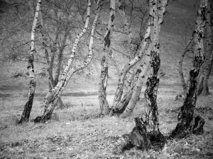 馬靜坡黑白紅外風光：不一樣的大漠胡楊