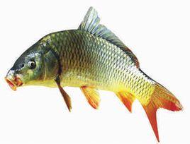 中國結魚 中國結魚